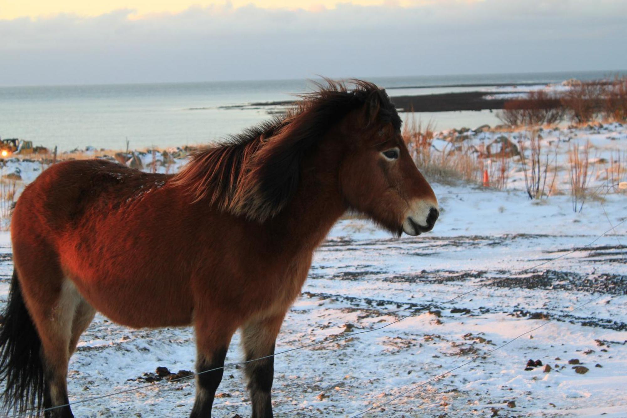 Vila Rvk Horizon Álftanes Exteriér fotografie