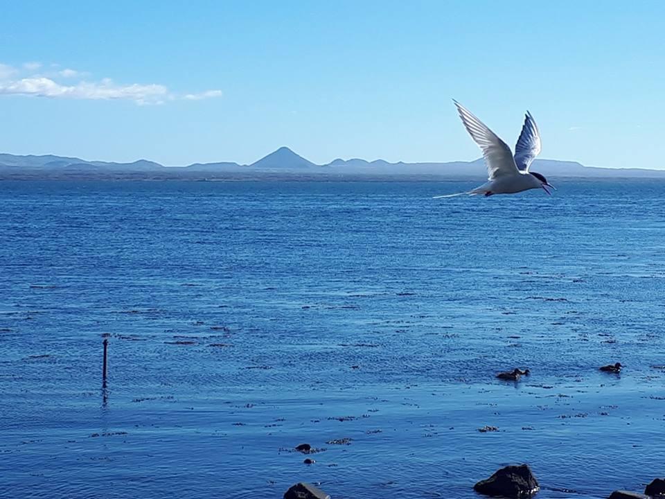 Vila Rvk Horizon Álftanes Exteriér fotografie
